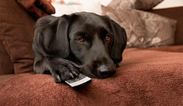 SmartHome: So sind Ihre Tiere nie alleine